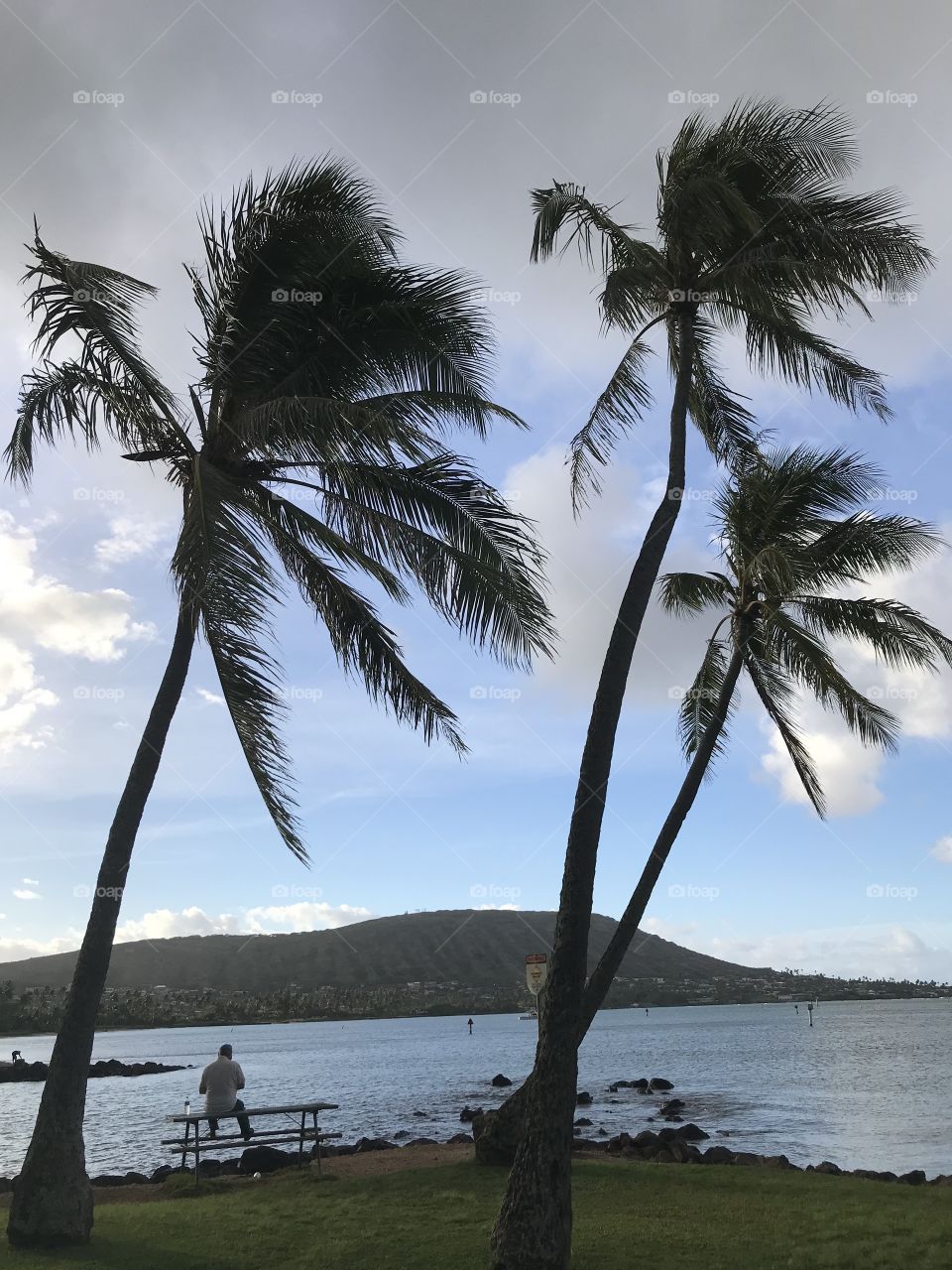 Swaying coconut trees