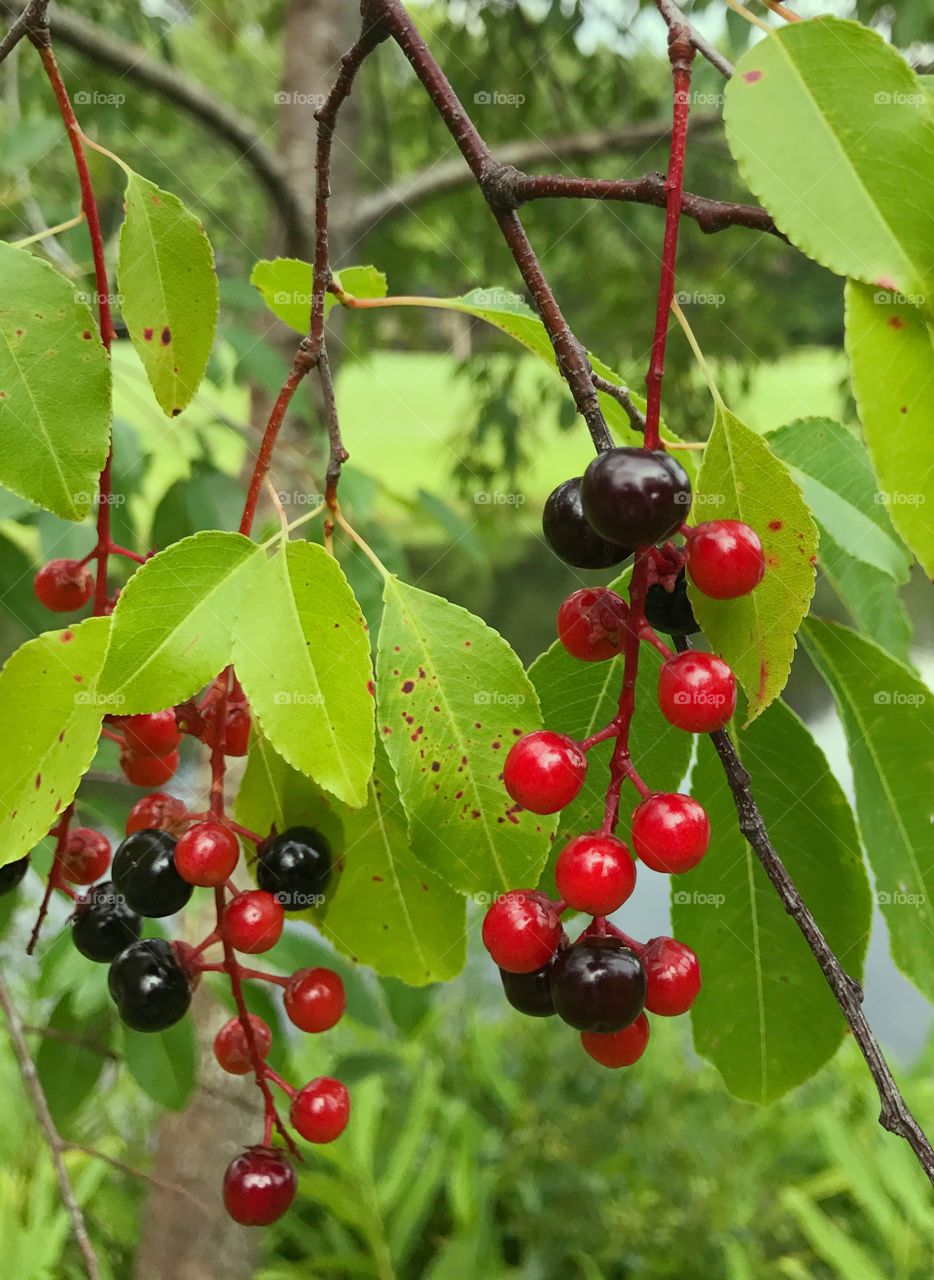 Black and Red berries 