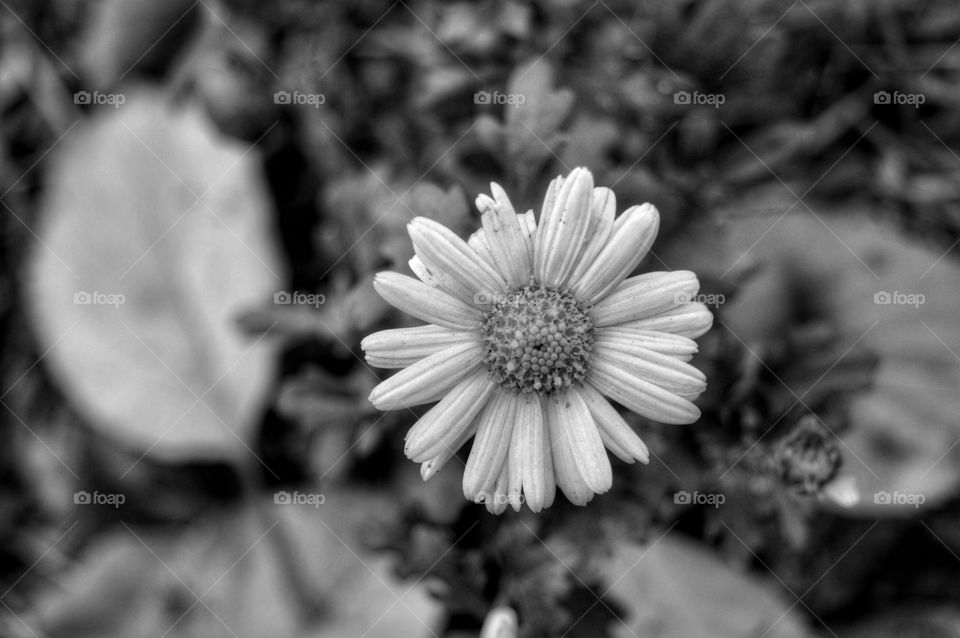 Flower, Nature, No Person, Flora, Monochrome