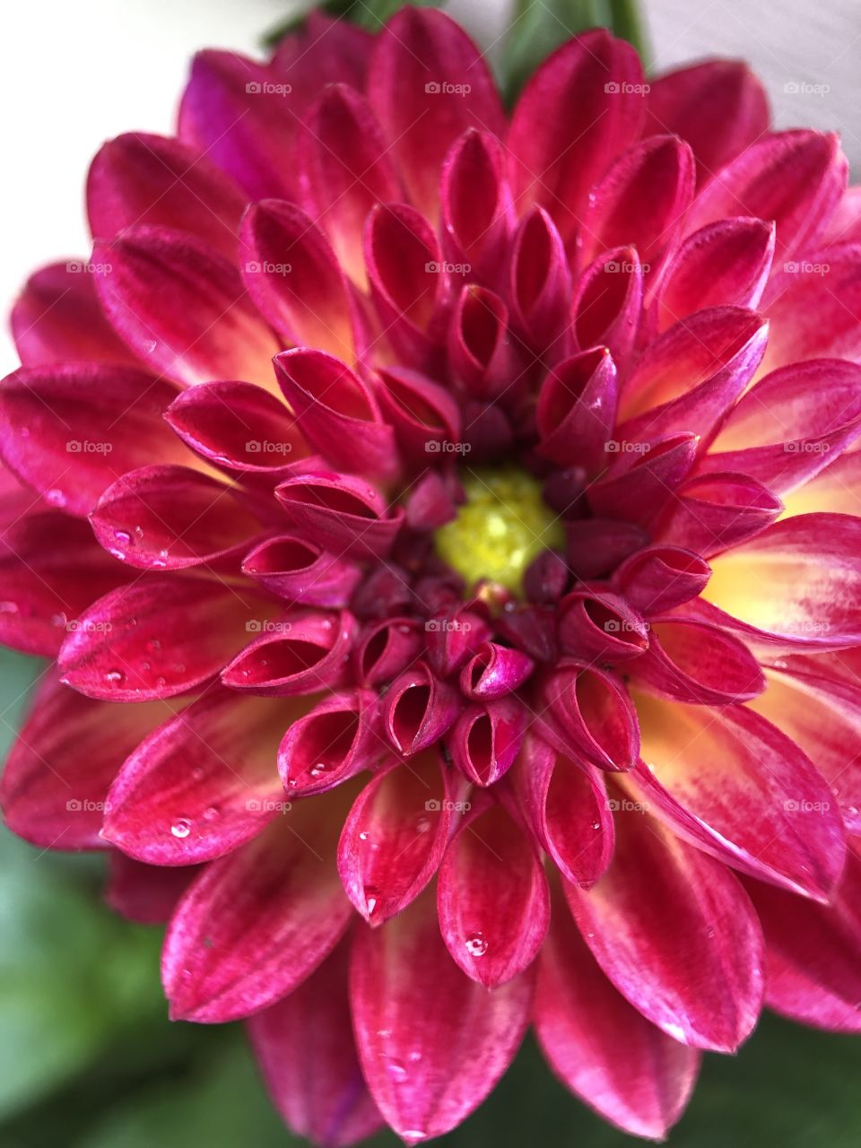 Dahlia