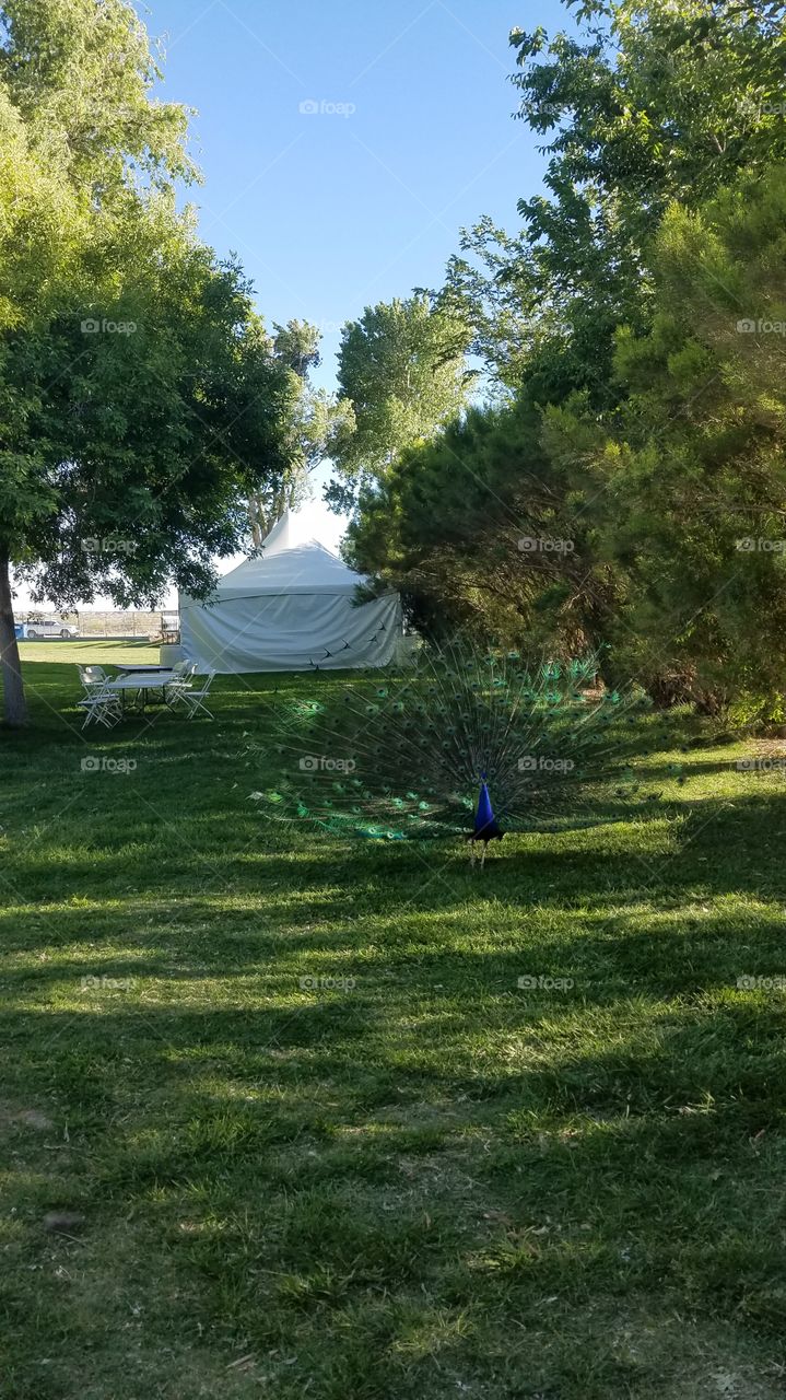 Peacock strut