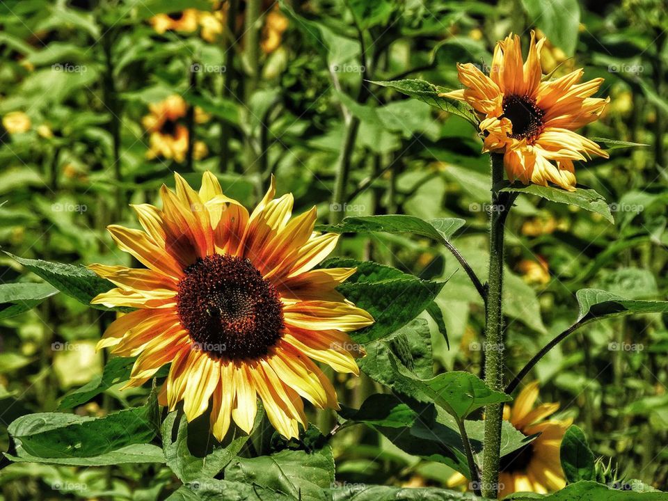 Blooming Sunflowers