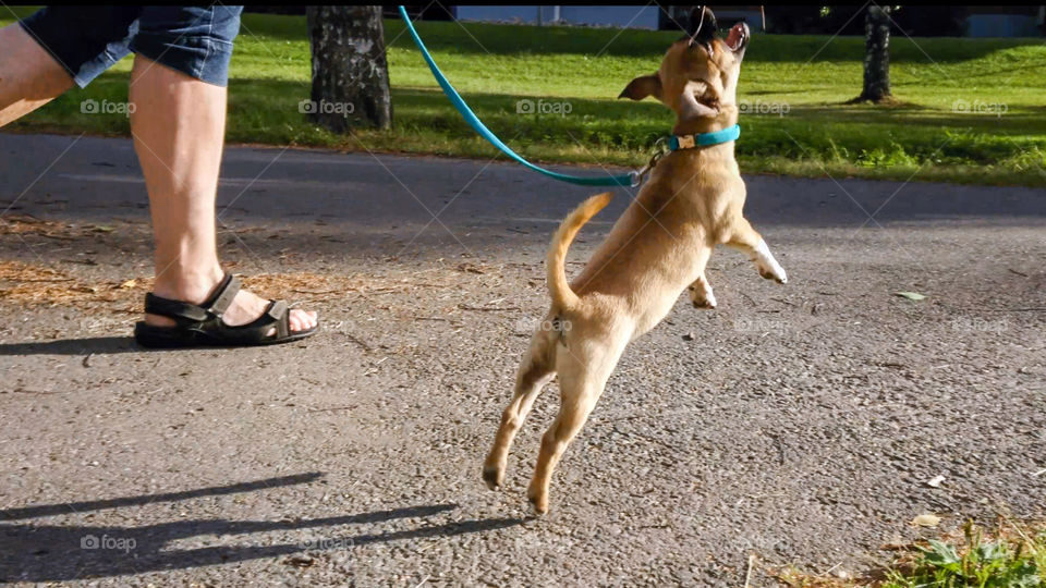 Jumping dog