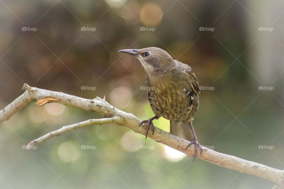 Young Starling bird