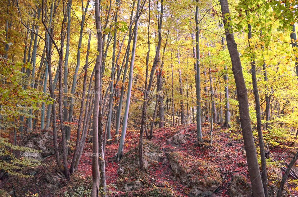 Autumn Landscape