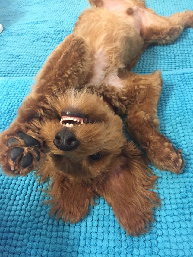 Silly