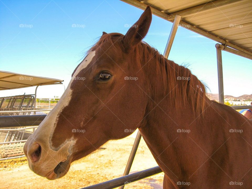 California horse