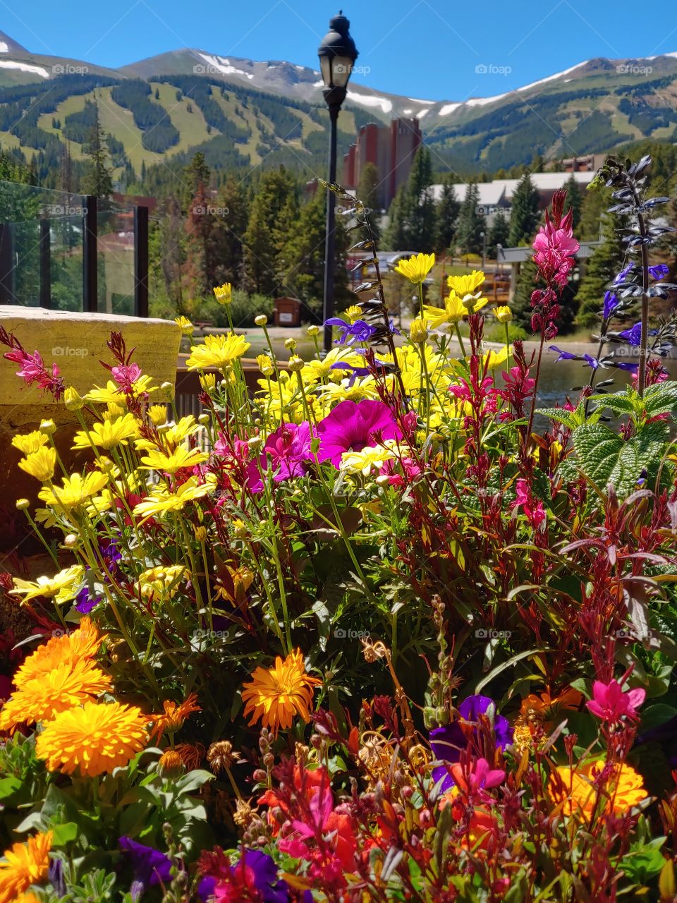 Colorful blossoms of summer in front of a backdrop of ski runs on the majestic mountains of Colorado.
