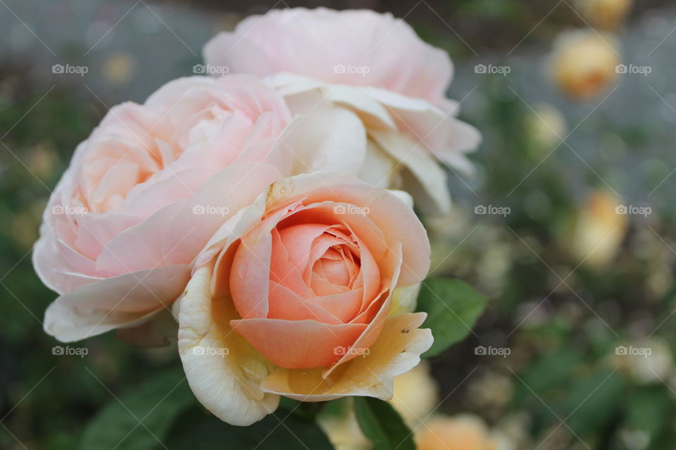 These perfect pink roses were stunning with a deeper orangey pink in the closed rose, fading to a delicate pale pink in the outer petals. To add to the attraction they had a beautiful and delicate scent. 