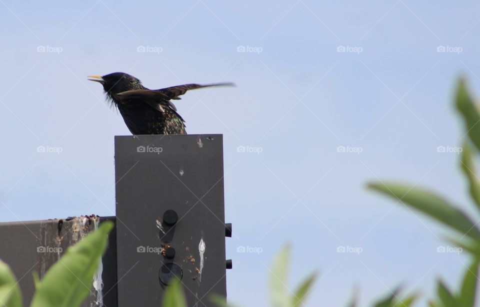 European starling flicking wings and vocalizing loudly atop tall metal pole in June 