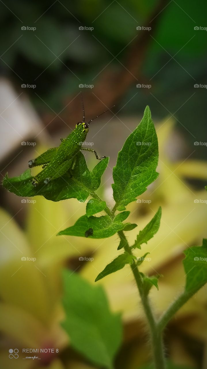 What to do when the one guilty is this cute and those orbs just hits all my uwu nerves. For someone who loves and adores insects. ☺️✨