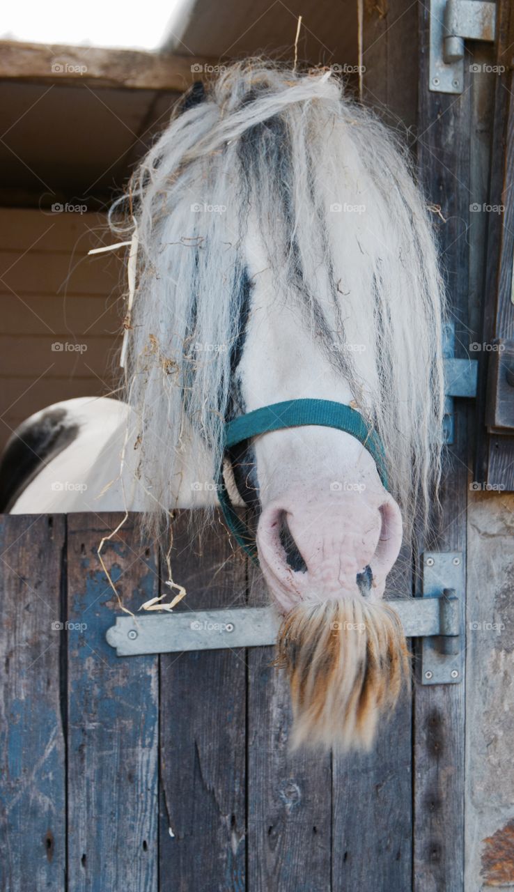 A horse with outrageous hair and tash in a stable.  