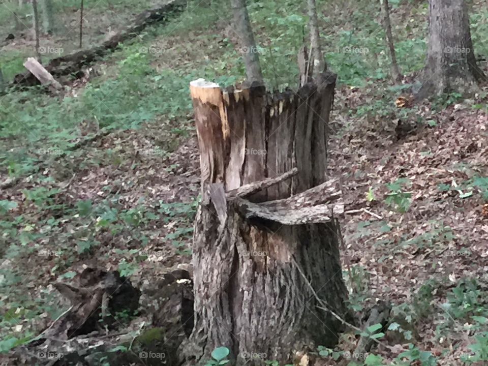 Old stump