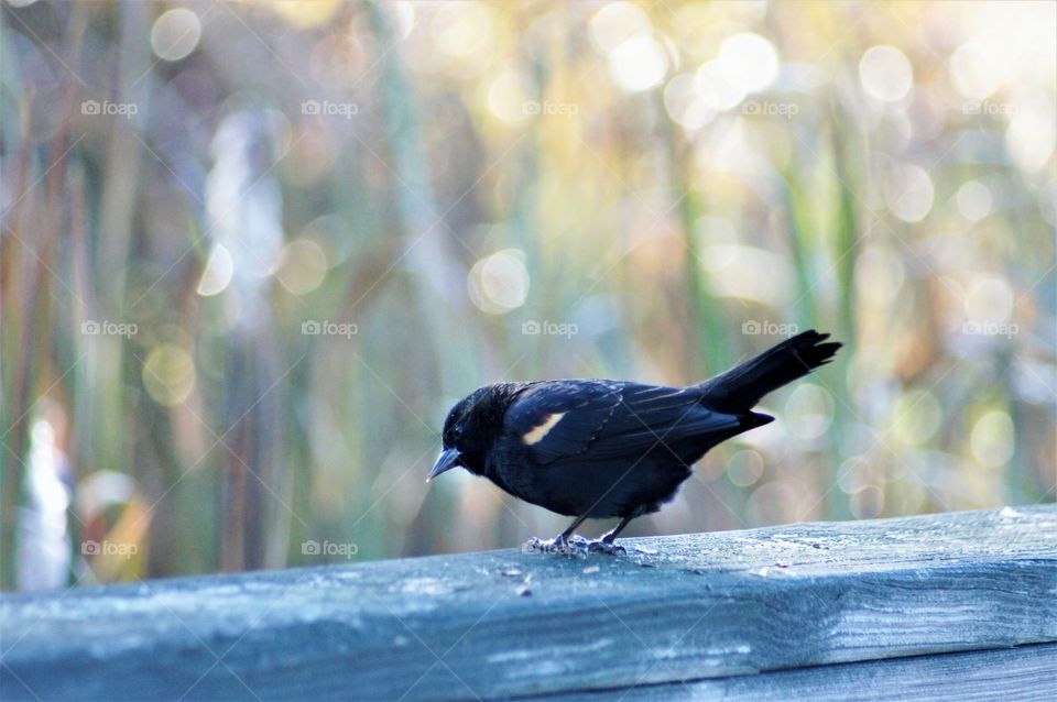 Blackbird in morning light