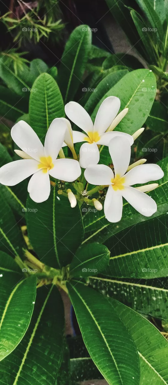 white flowers