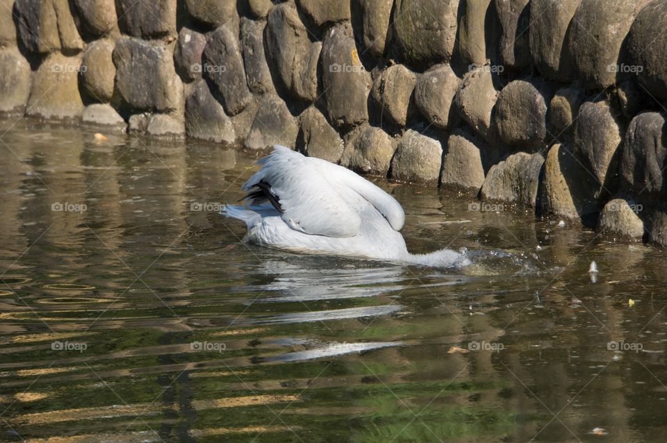 Pelican eating 