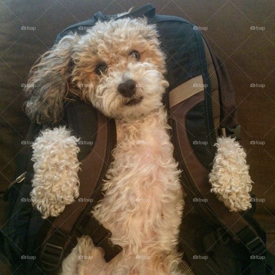 Charlie goes to school. It's Charlie wearing a backpack.