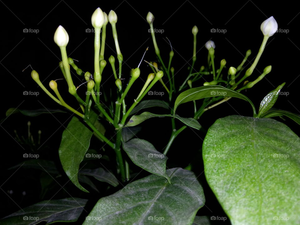 The night beauty of Flower buds