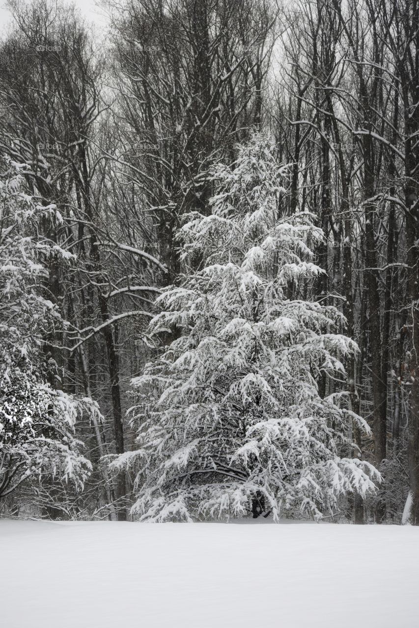 Snowy Pine