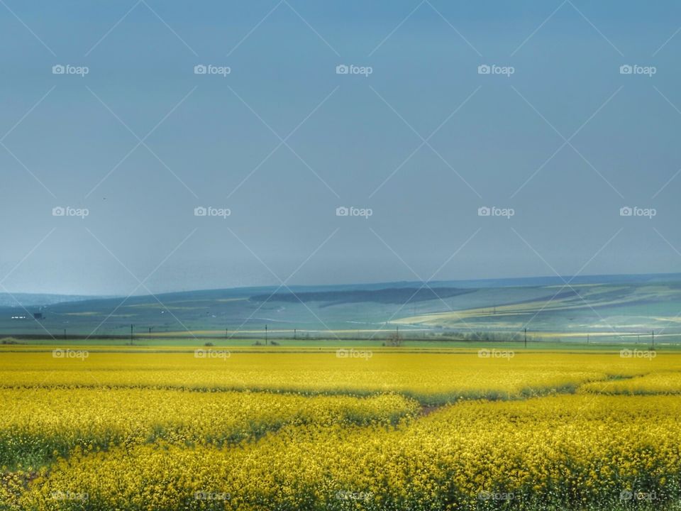 Rapeseed field
