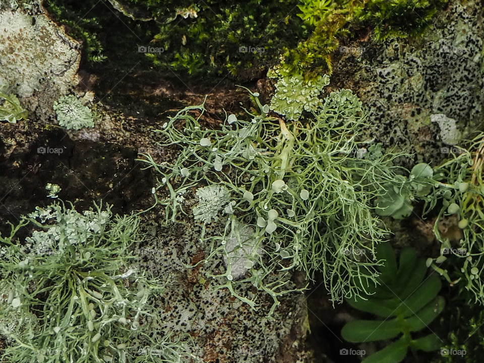 Lichen, Moss, Bark and Leaves