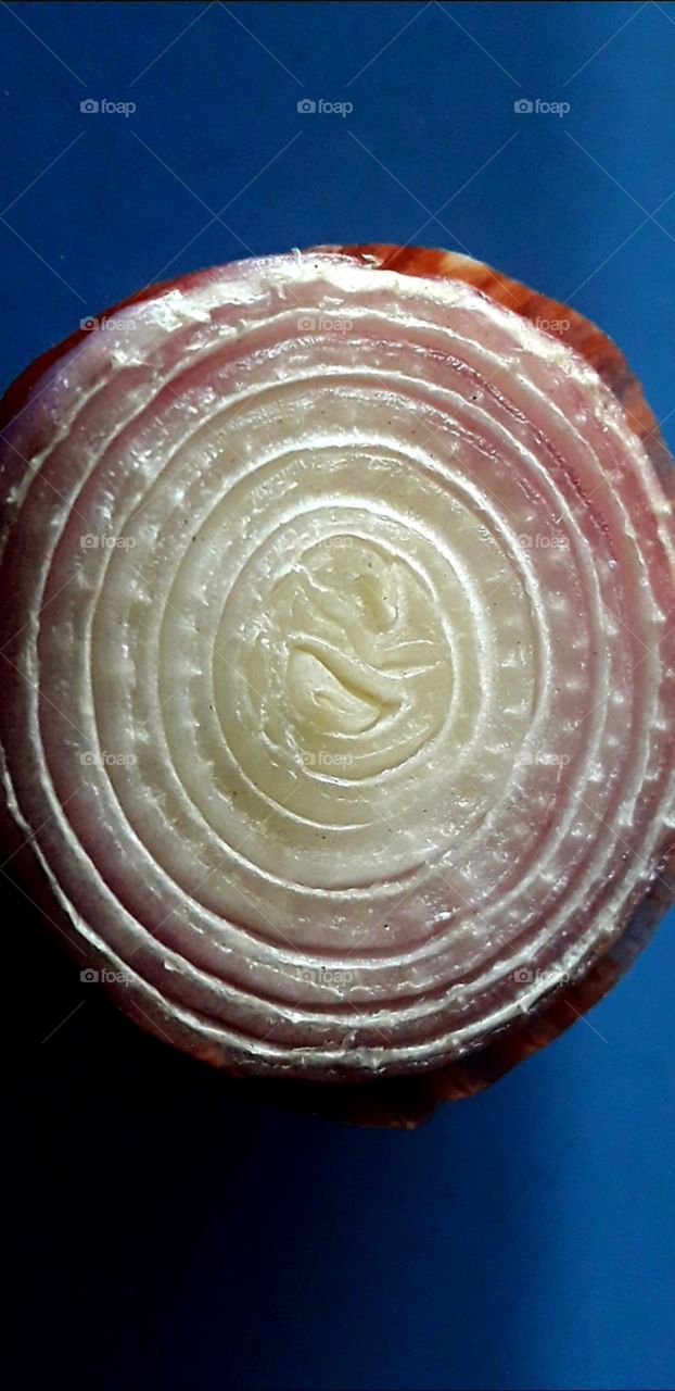 Ellipse shapes Onion slice
