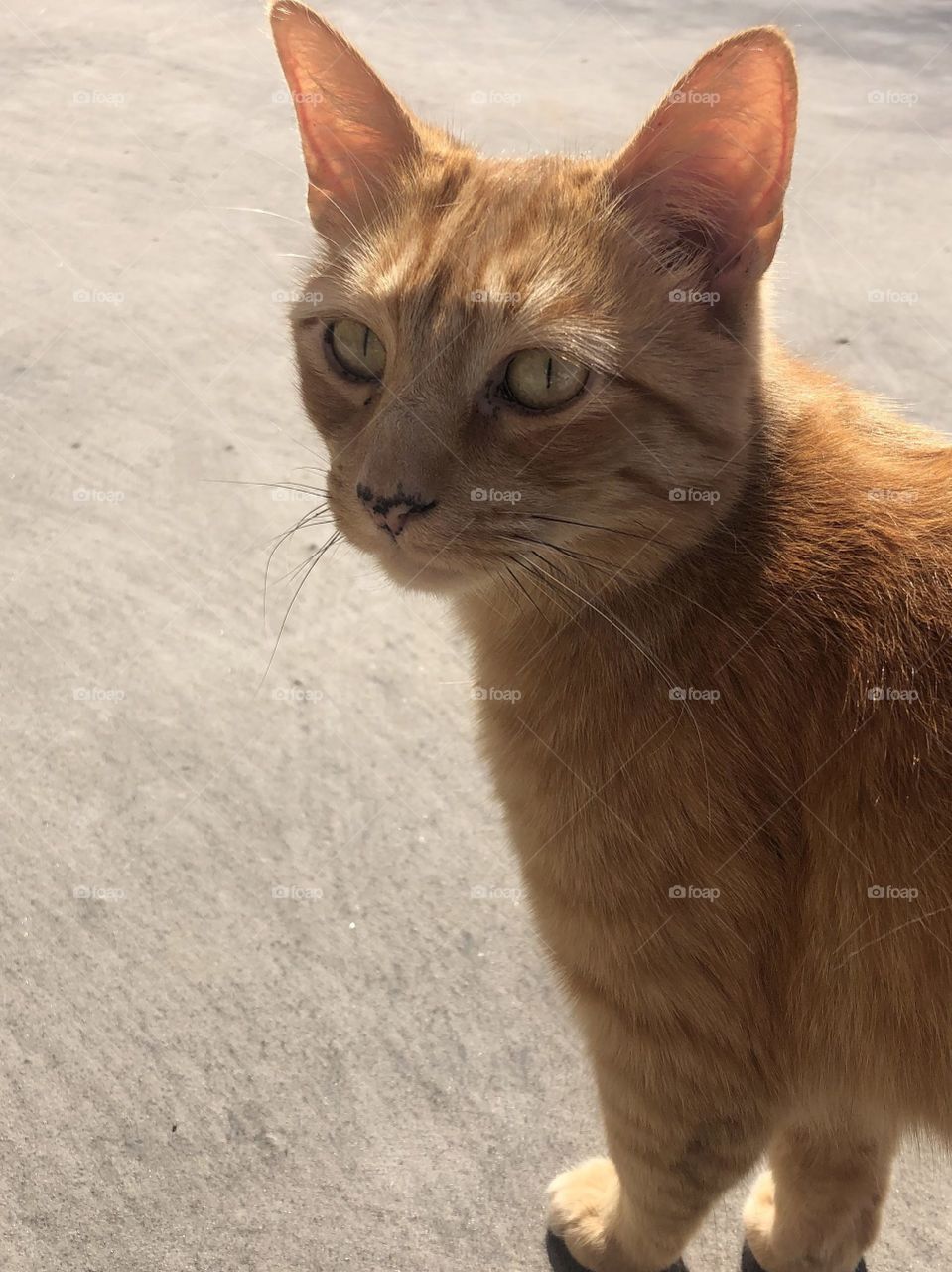 Orange cat, a little tiger