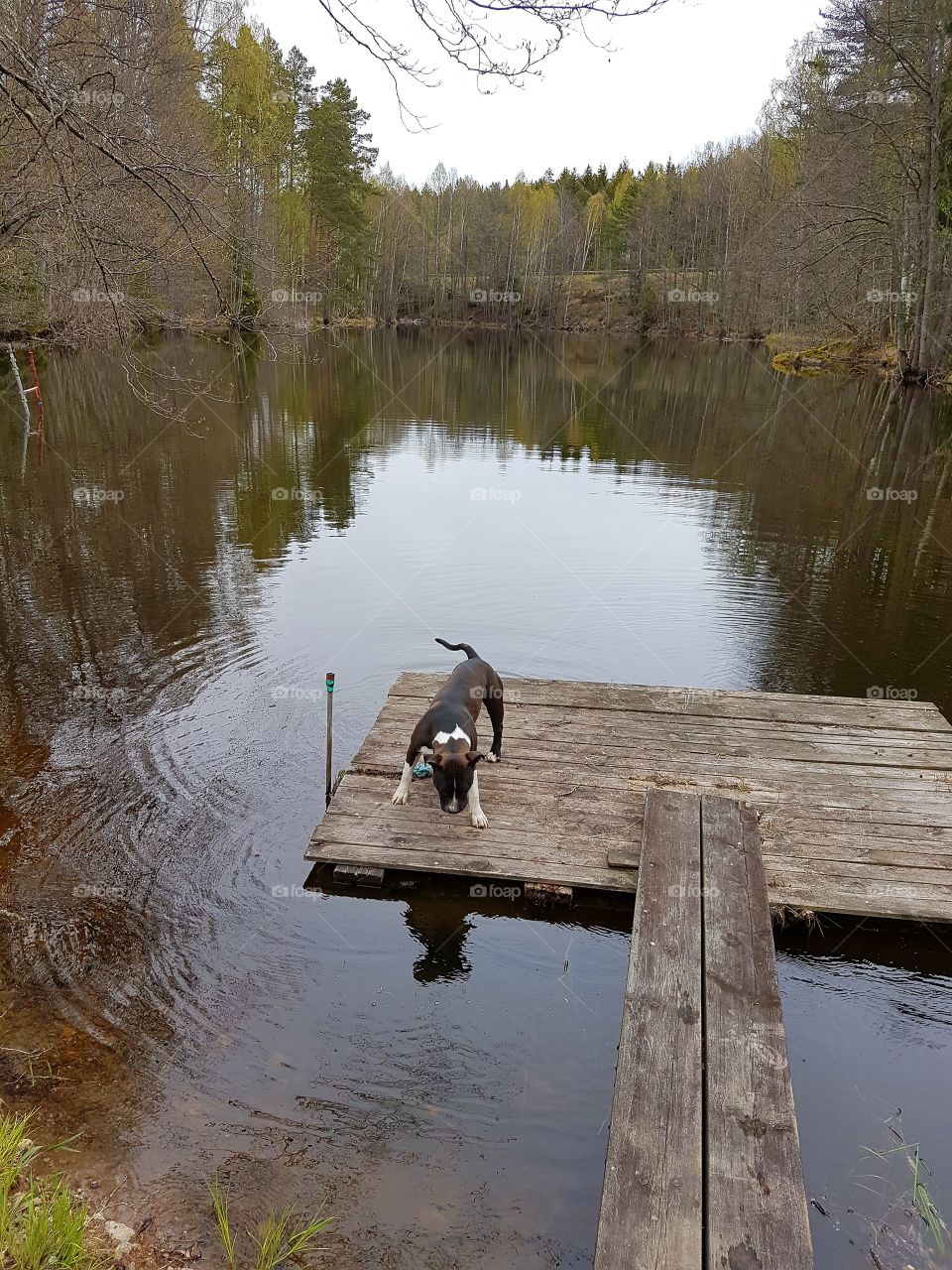amstaff dog lake water