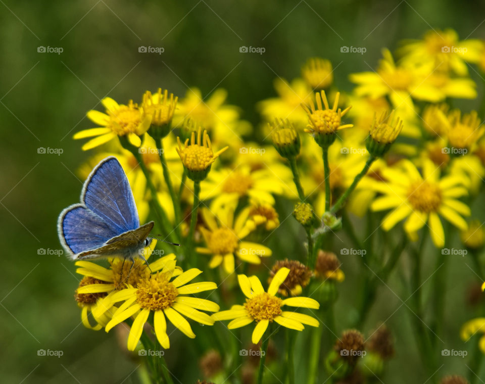 Butterfly on yellow flowers 