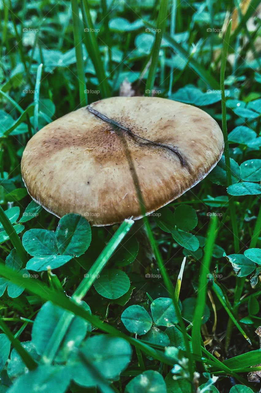mushroom