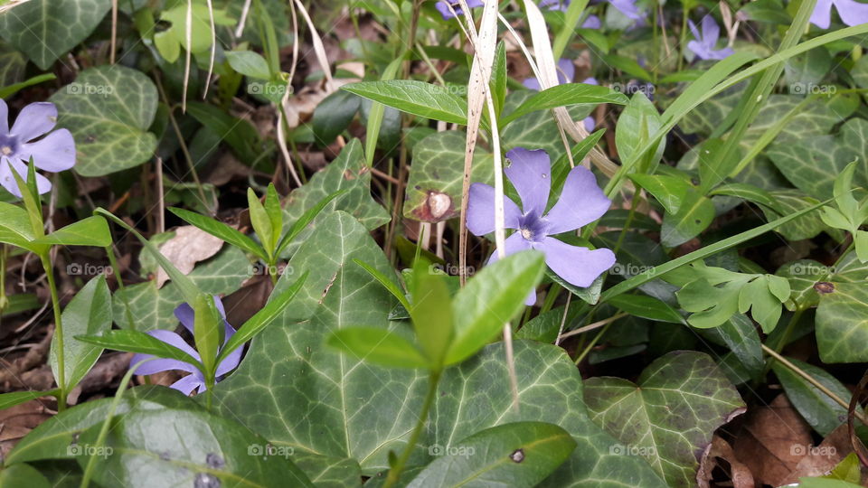 flowers