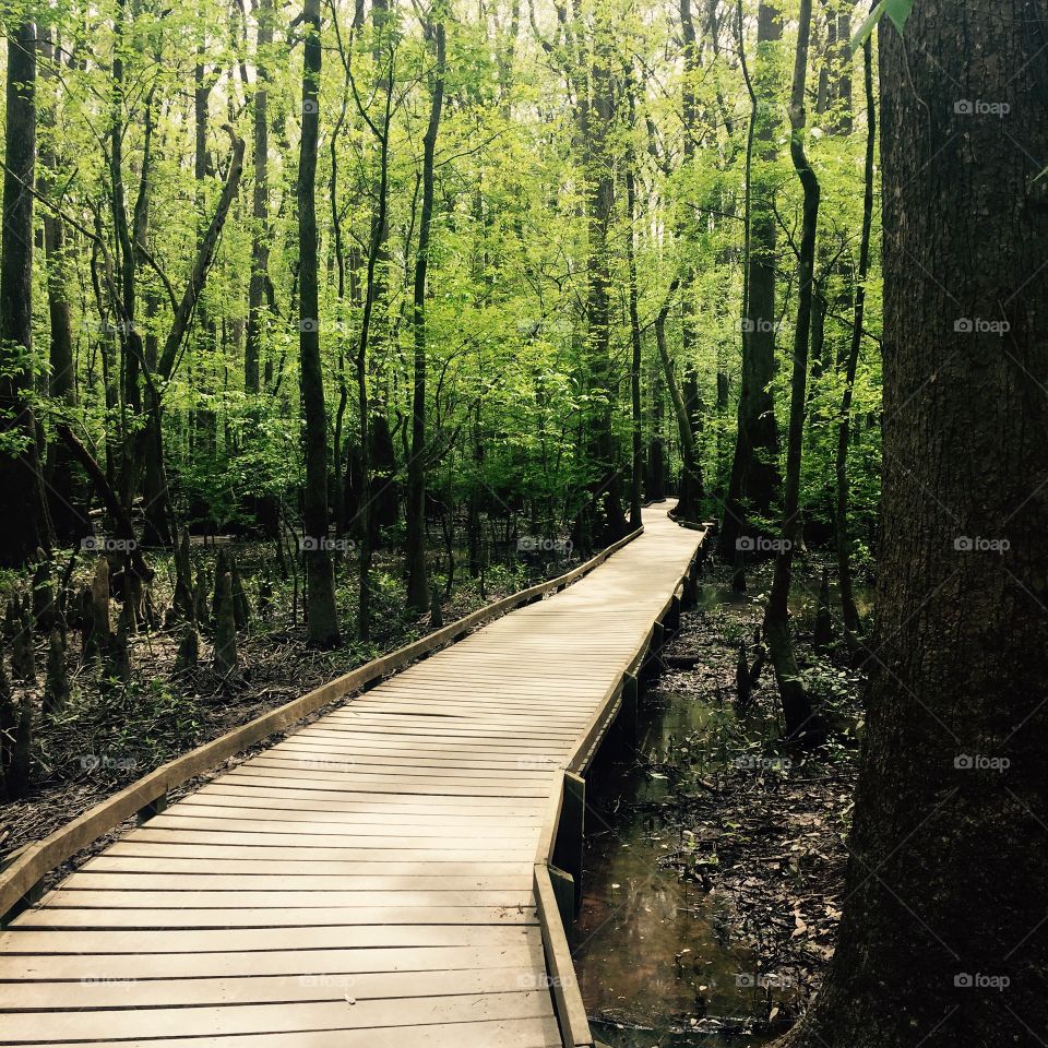 Boardwalk in Congaree National Park in South Carolina, known for its old growth forest and swamp-like environment.
