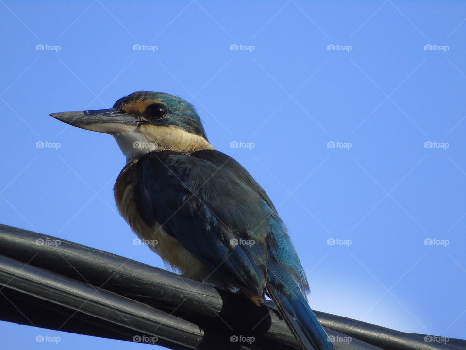Sacred Kingfisher . One most common bird to the category of kingfisher . Easy seen for captured at the side of roadway , or just lowland habitat . For example : mangrove area , swamp river , and saltfield . Pleased interaction with other bird .