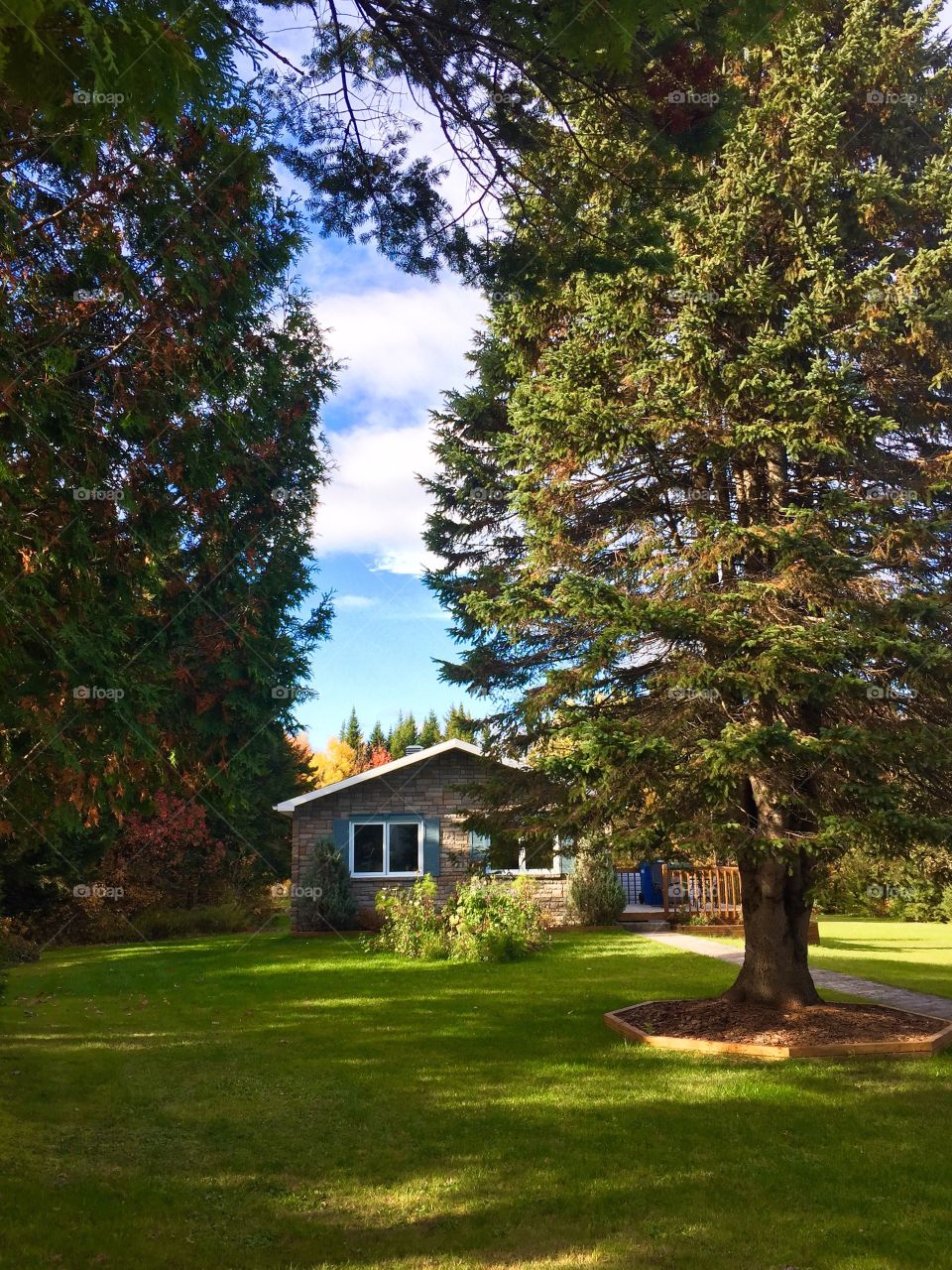 Small house in the forest 