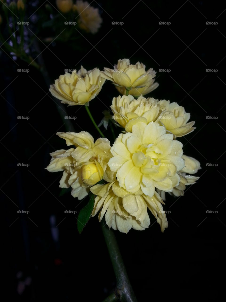 Climbing Yellow Roses