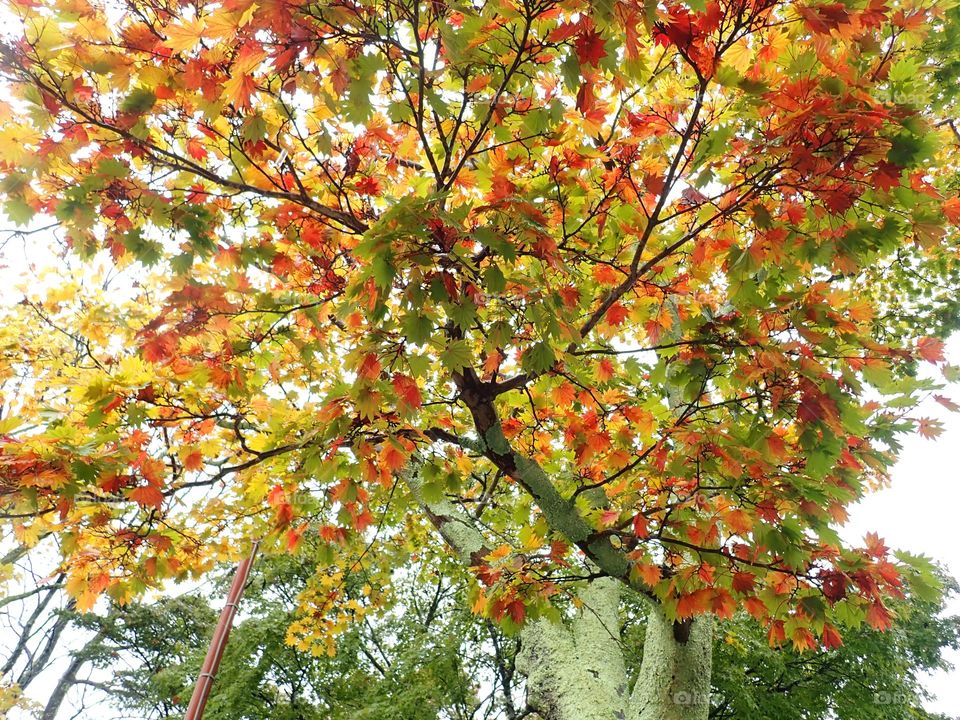 Beautiful fall trees