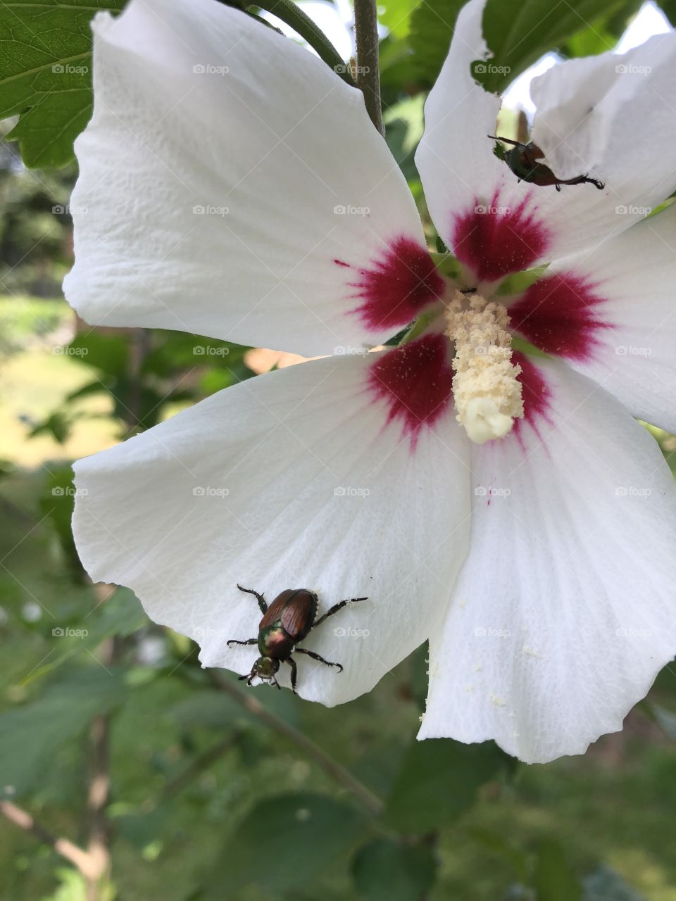 A day in the life of a beetle