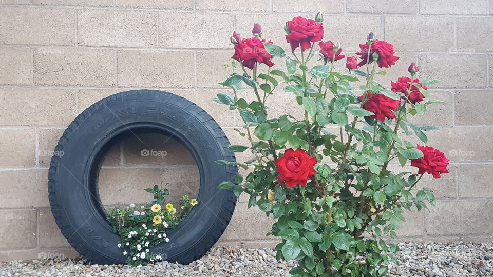 Roses and tire planter