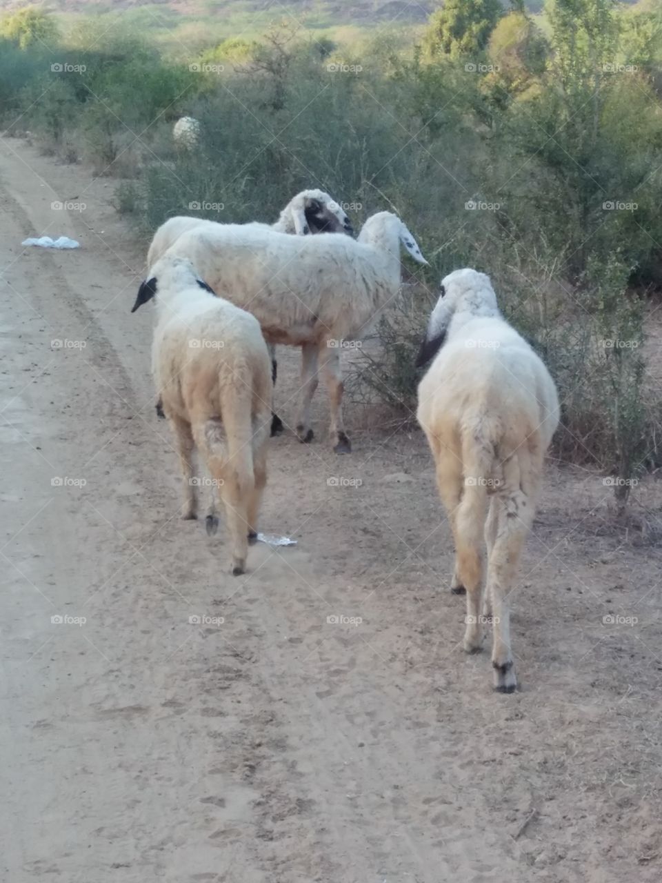 indian sheeps