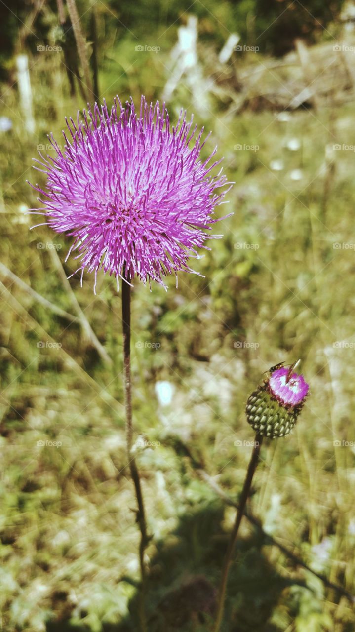 Thistle Close-up