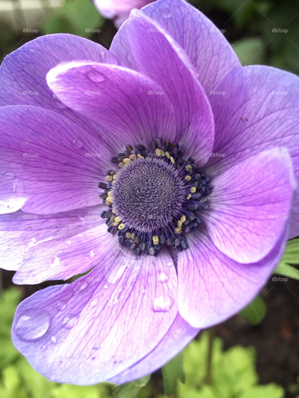 Blue Poppy