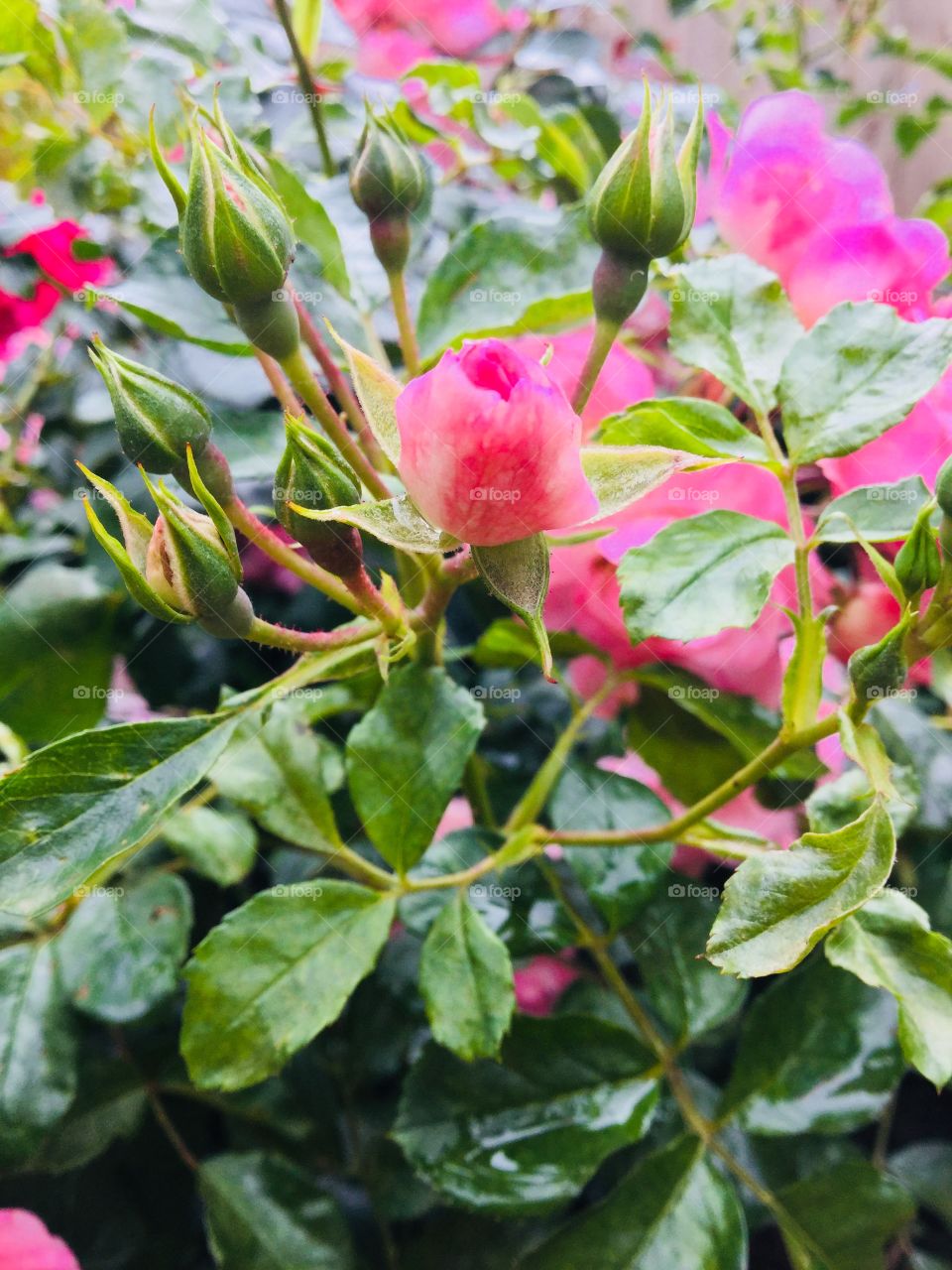 This is a photo of a bunch of rose buds. The colours are different shades of pink.