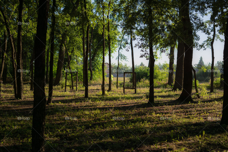 Scenic view of trees in forest