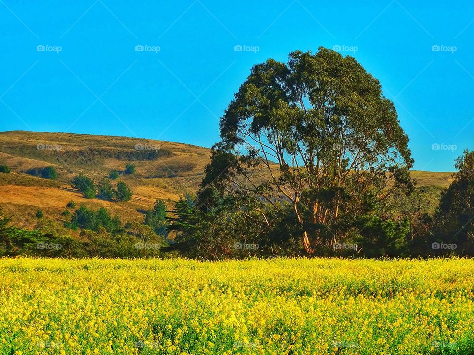 Spring meadow in California