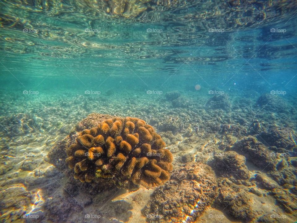 Kauai coral . Memorable moment in Kauai looking at underwater ecosystems 