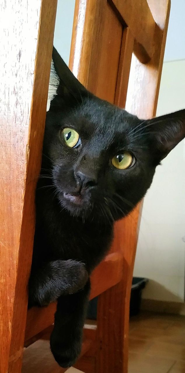 This curious little black kitten with his wide green eyes, watching everything leaning on the back of his favorite chair... How charming!