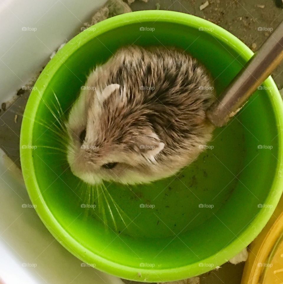 One Robo hamster in his green feeding dish. Cute and fluffy.