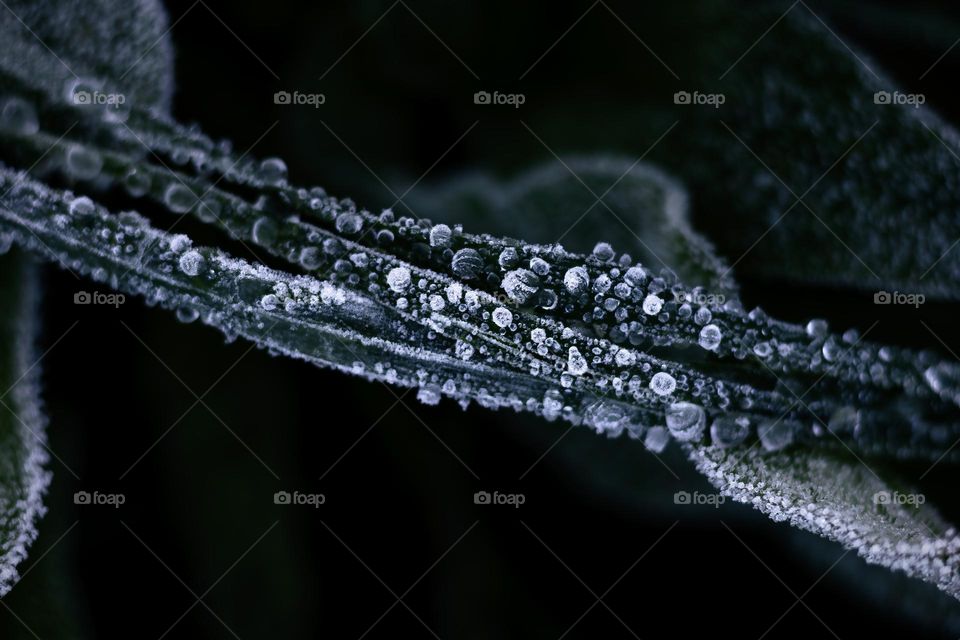 Frosty crystals on blades of grass