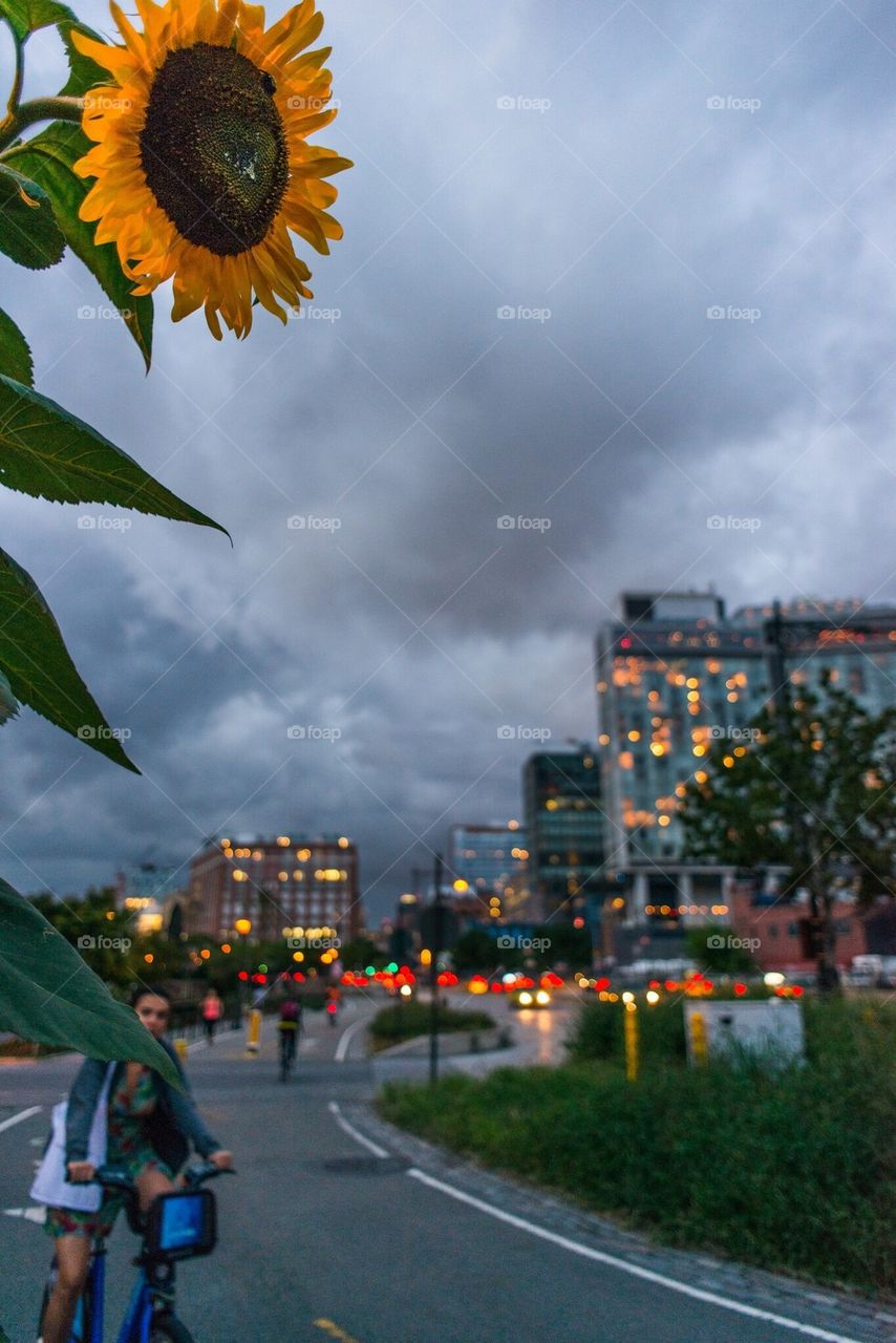 Sunflowers, Bikes, the West Side Highway, and the Standard Hotel