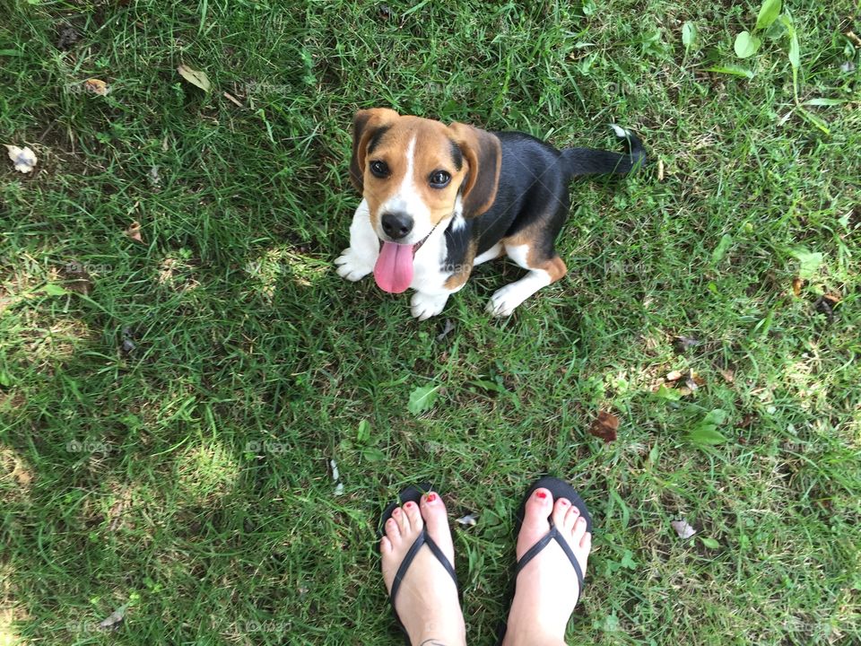 Smithville, TN-July 17, 2015: Beautiful beagle puppy named Kally, who with one look can bring a smile to your face. Reminding everyone to be happy, enjoy the little things. 